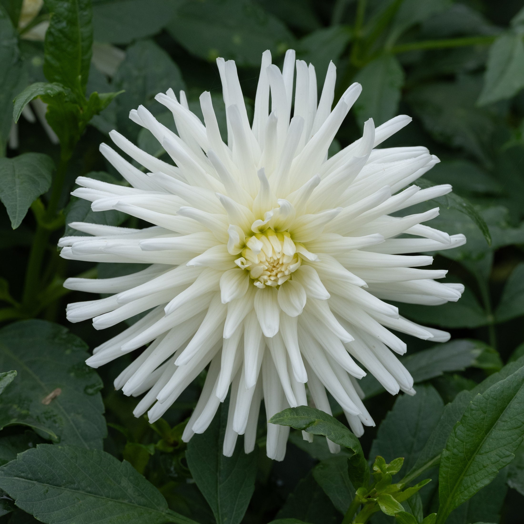 Dahlia Tutu Cactus 1-pack NYHET